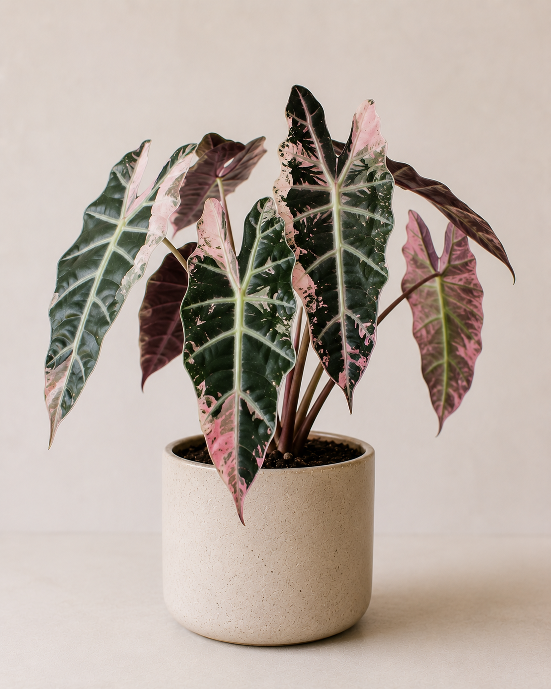 Rare houseplants