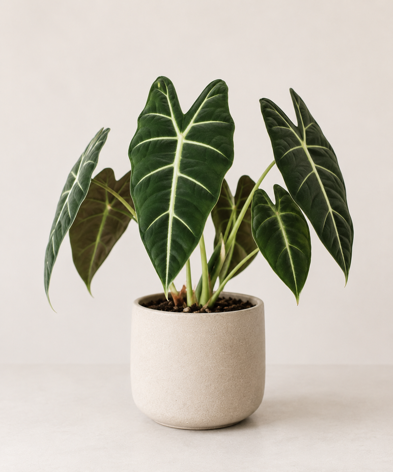Alocasia