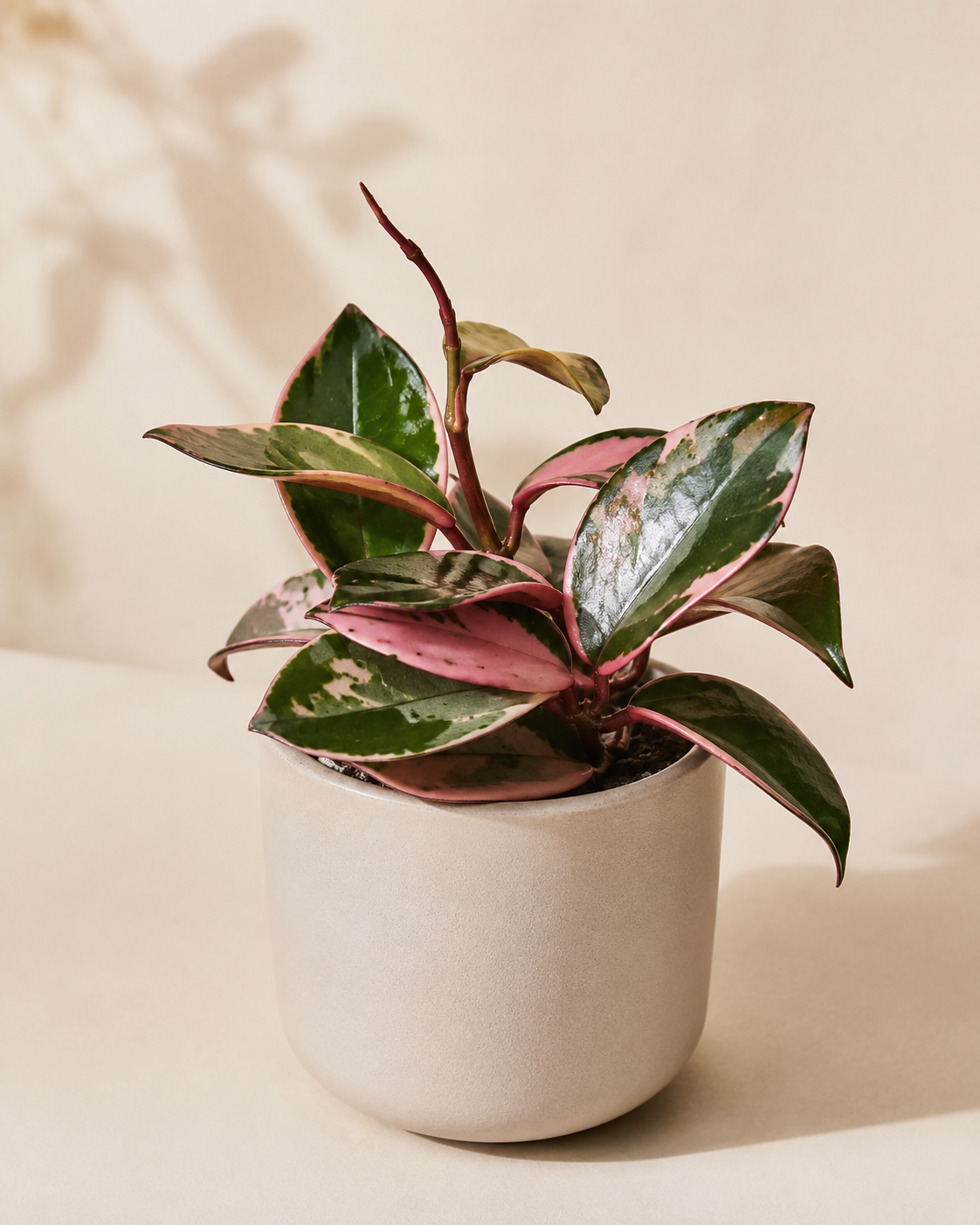 Hoya