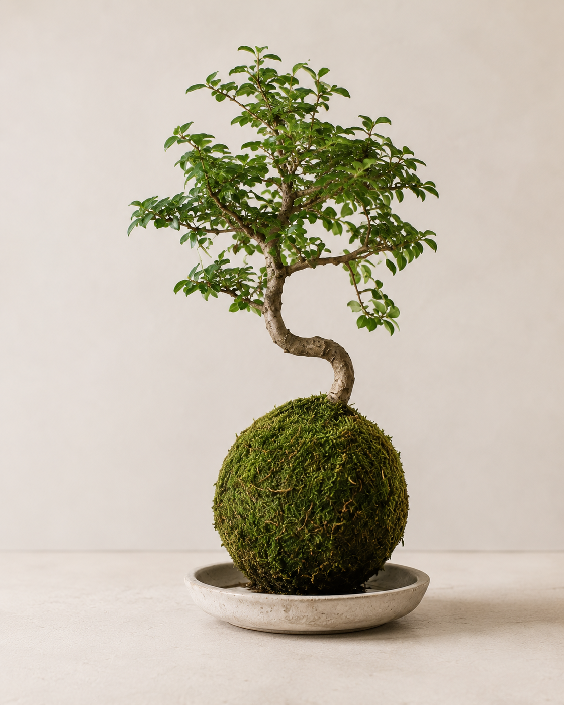 Kokedama