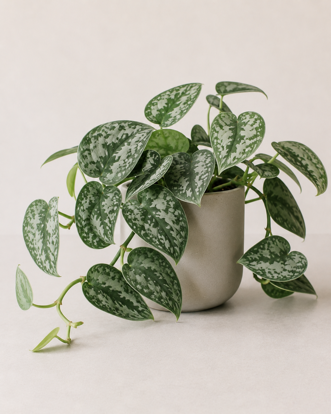 Overige planten