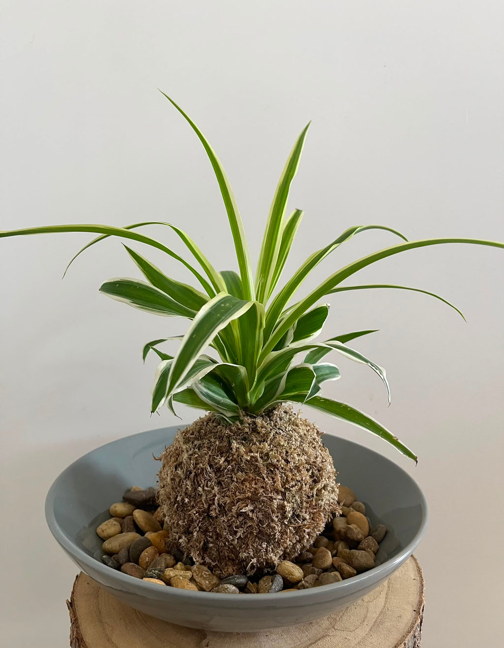 Kokedama #10