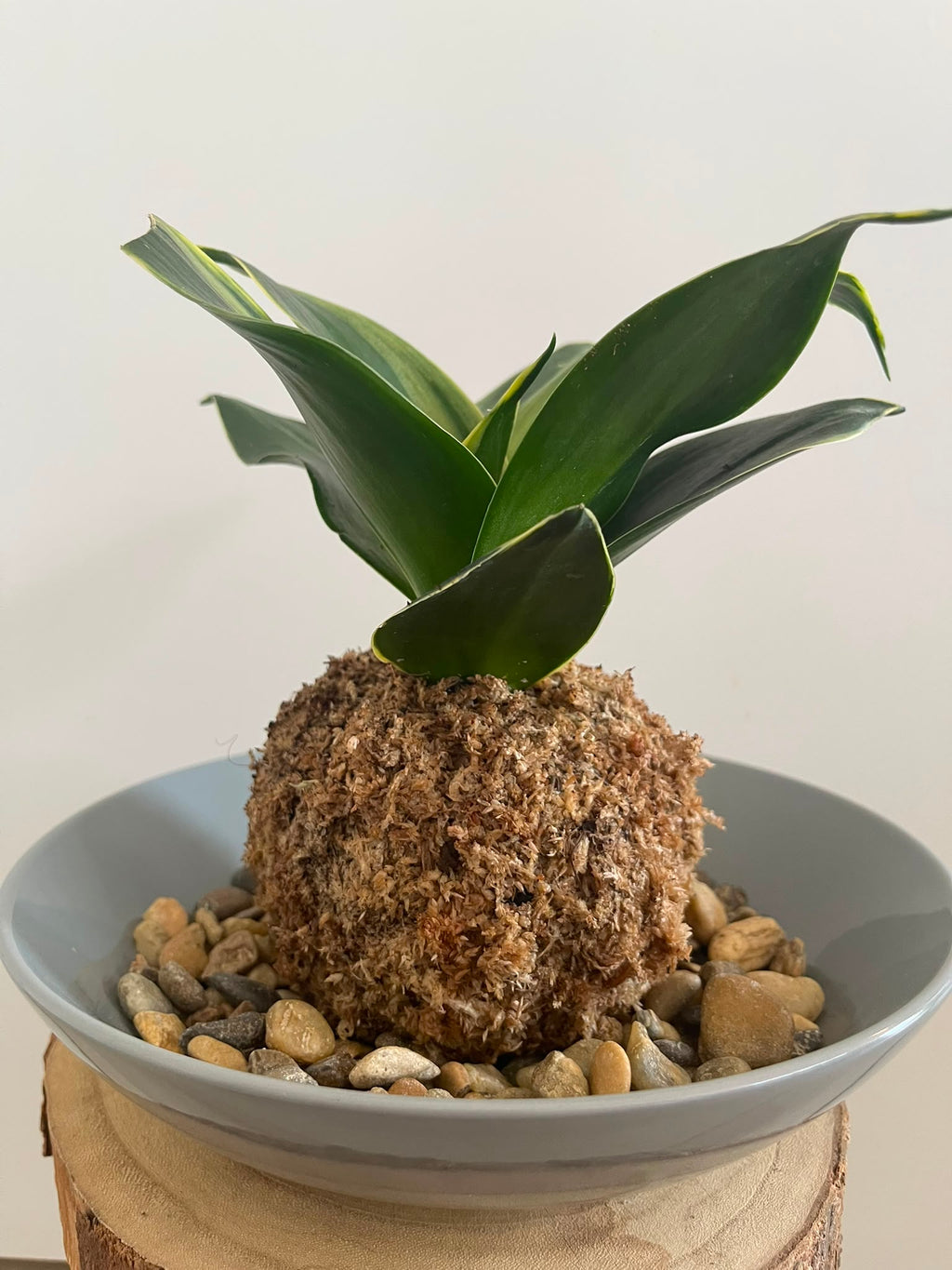 Kokedama Nr. 4
