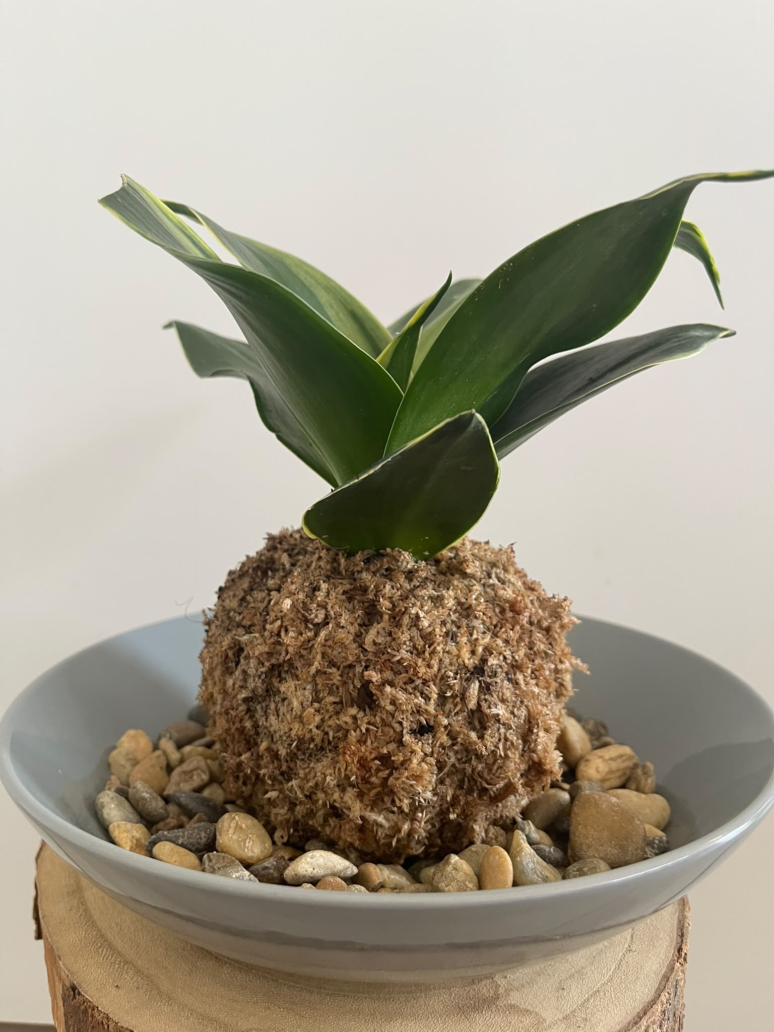 Kokedama #4