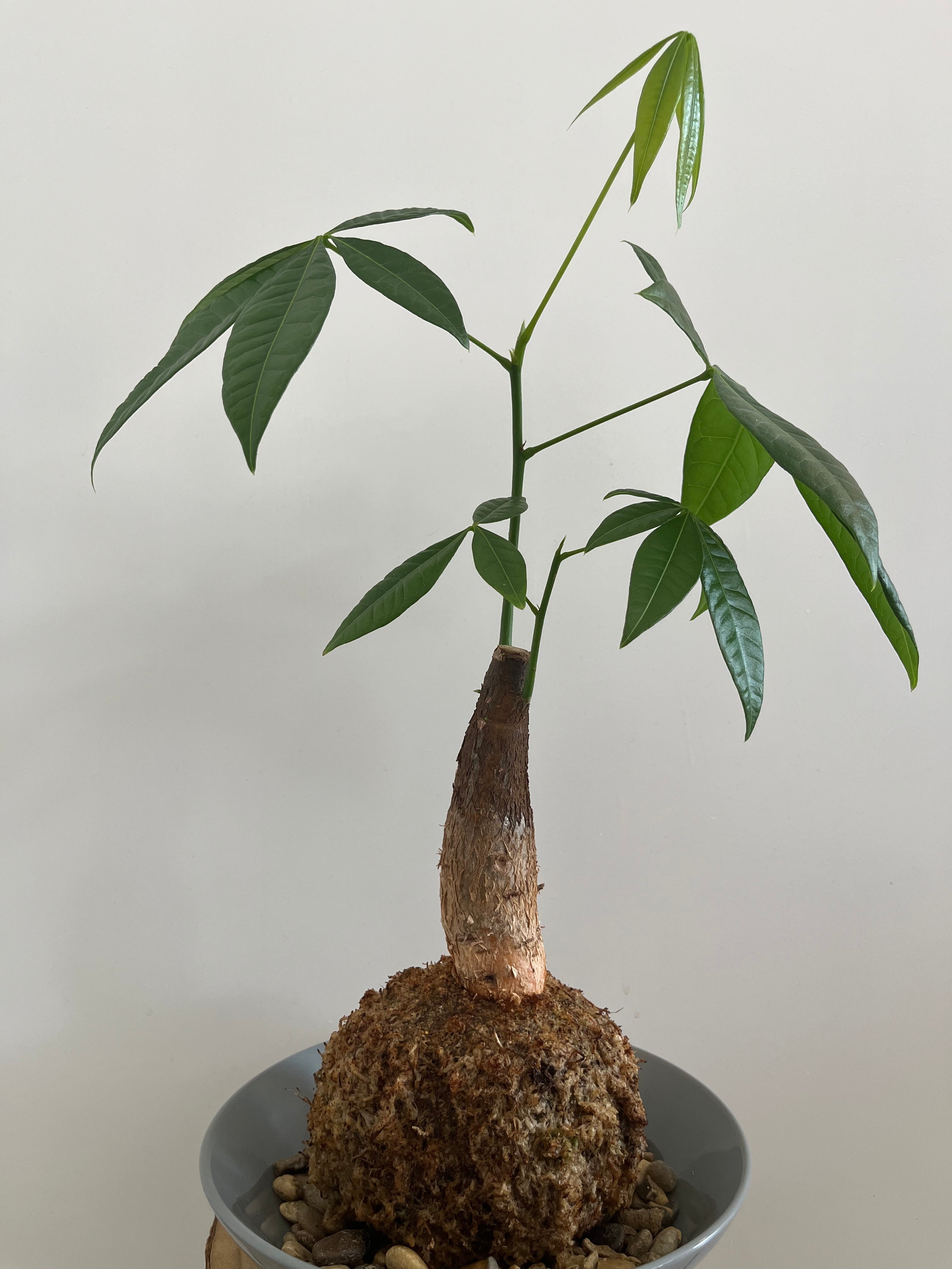 Kokedama Nr. 3
