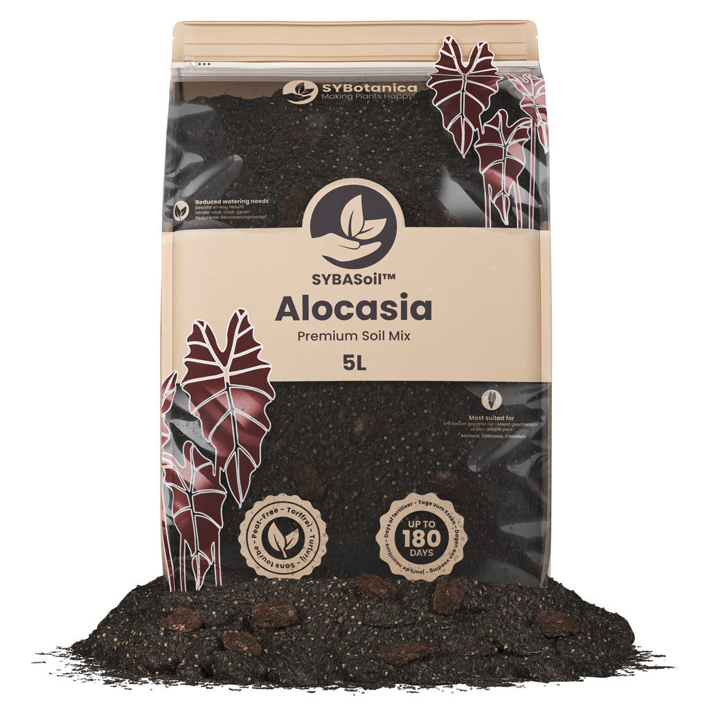 Sybotanica Alocasia Mix