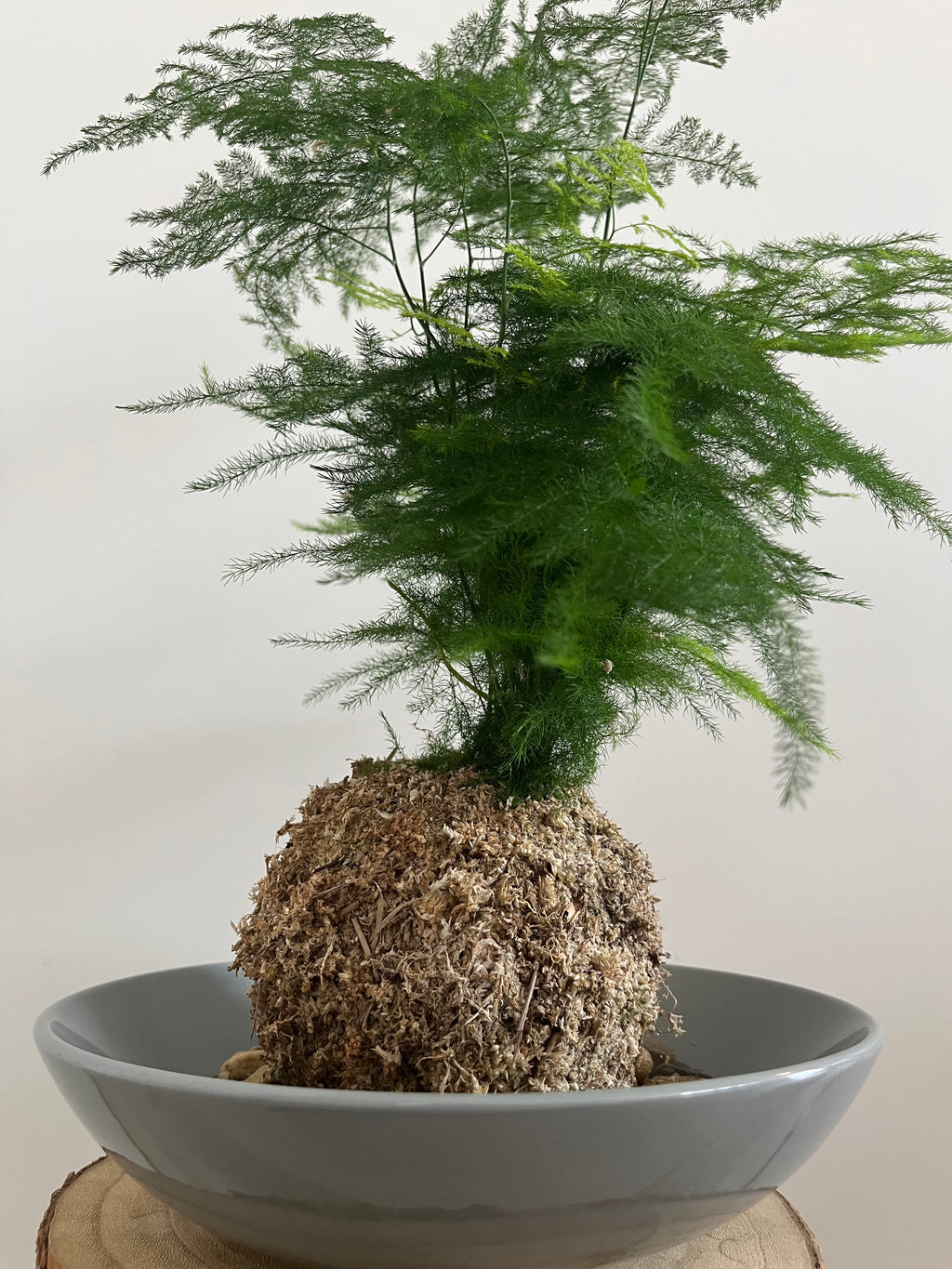 Kokedama #9