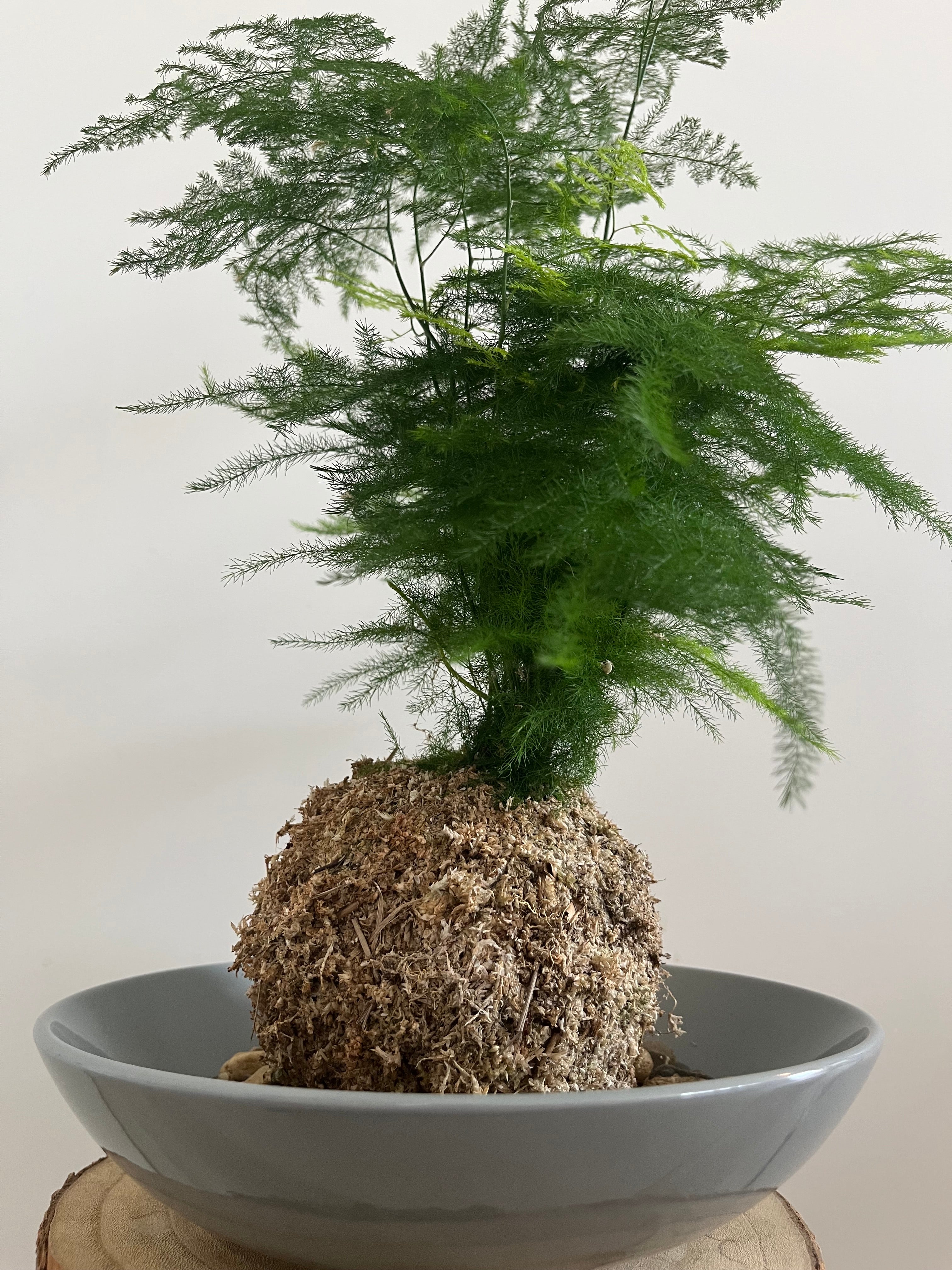 Kokedama #9