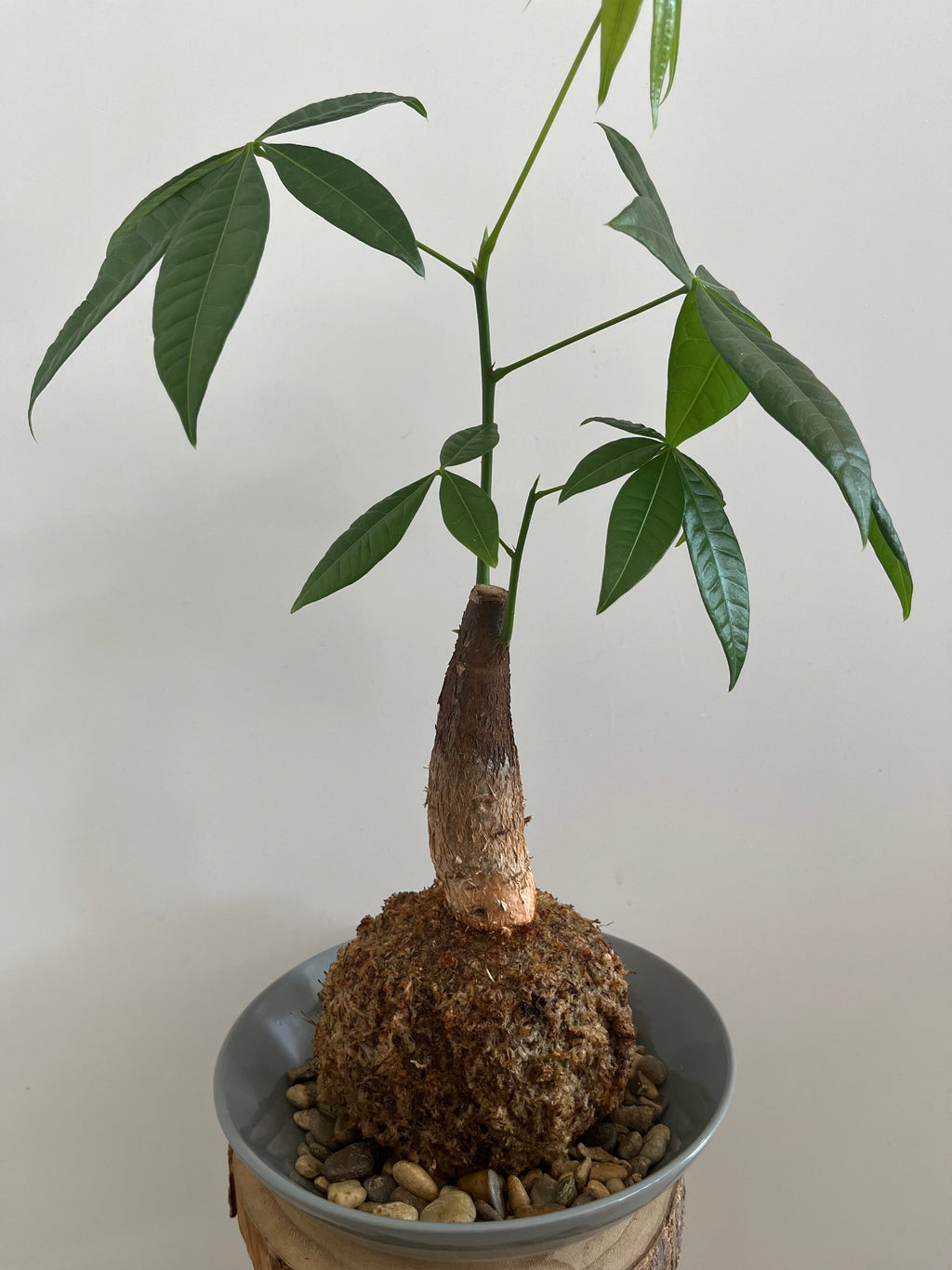Kokedama Nr. 3