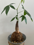 Kokedama Nr. 3