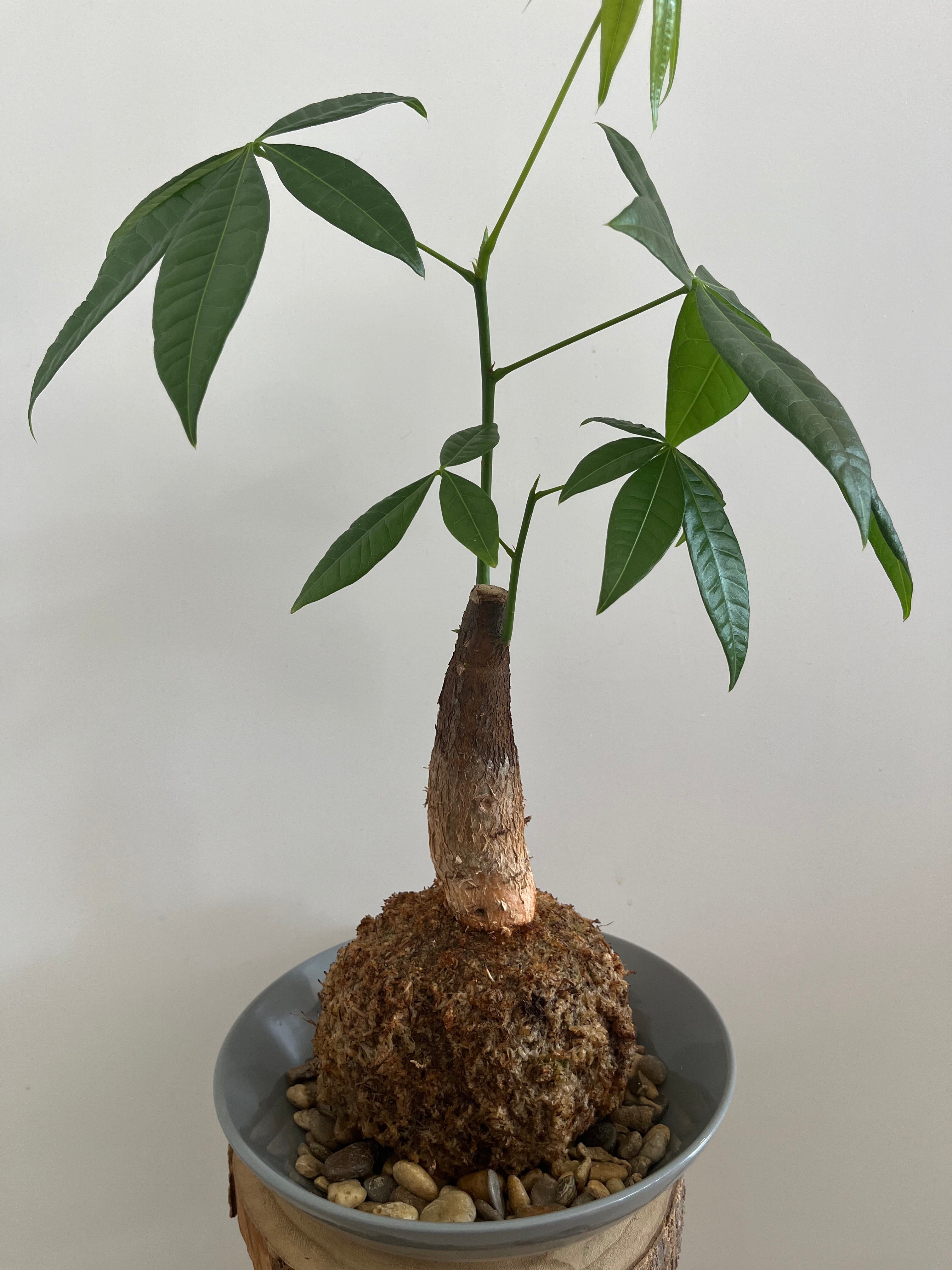 Kokedama Nr. 3