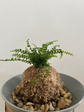 Kokedama Nr. 5