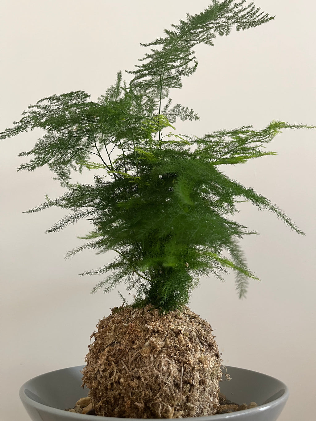 Kokedama #9