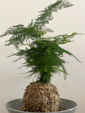 Kokedama #9