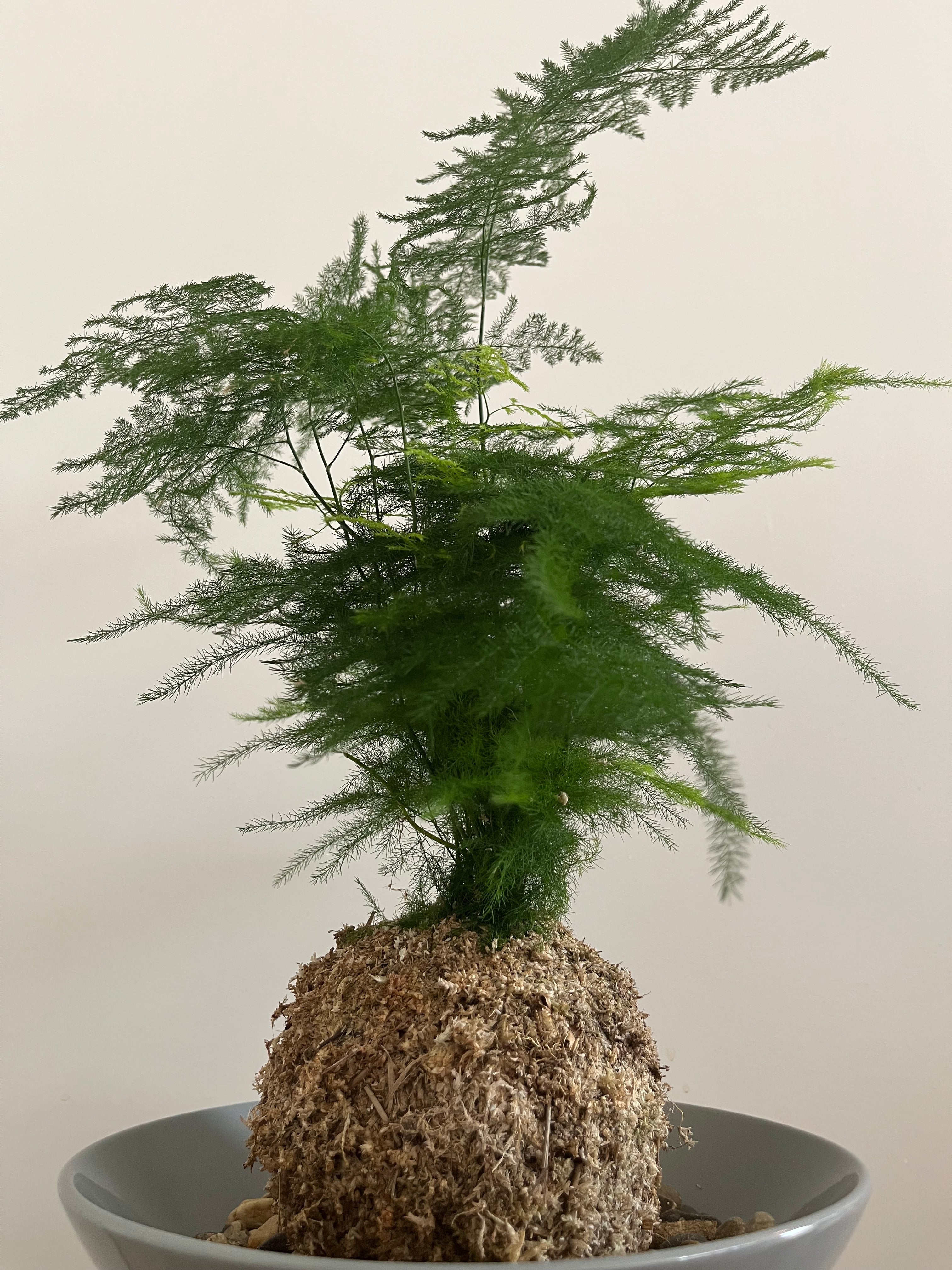 Kokedama #9