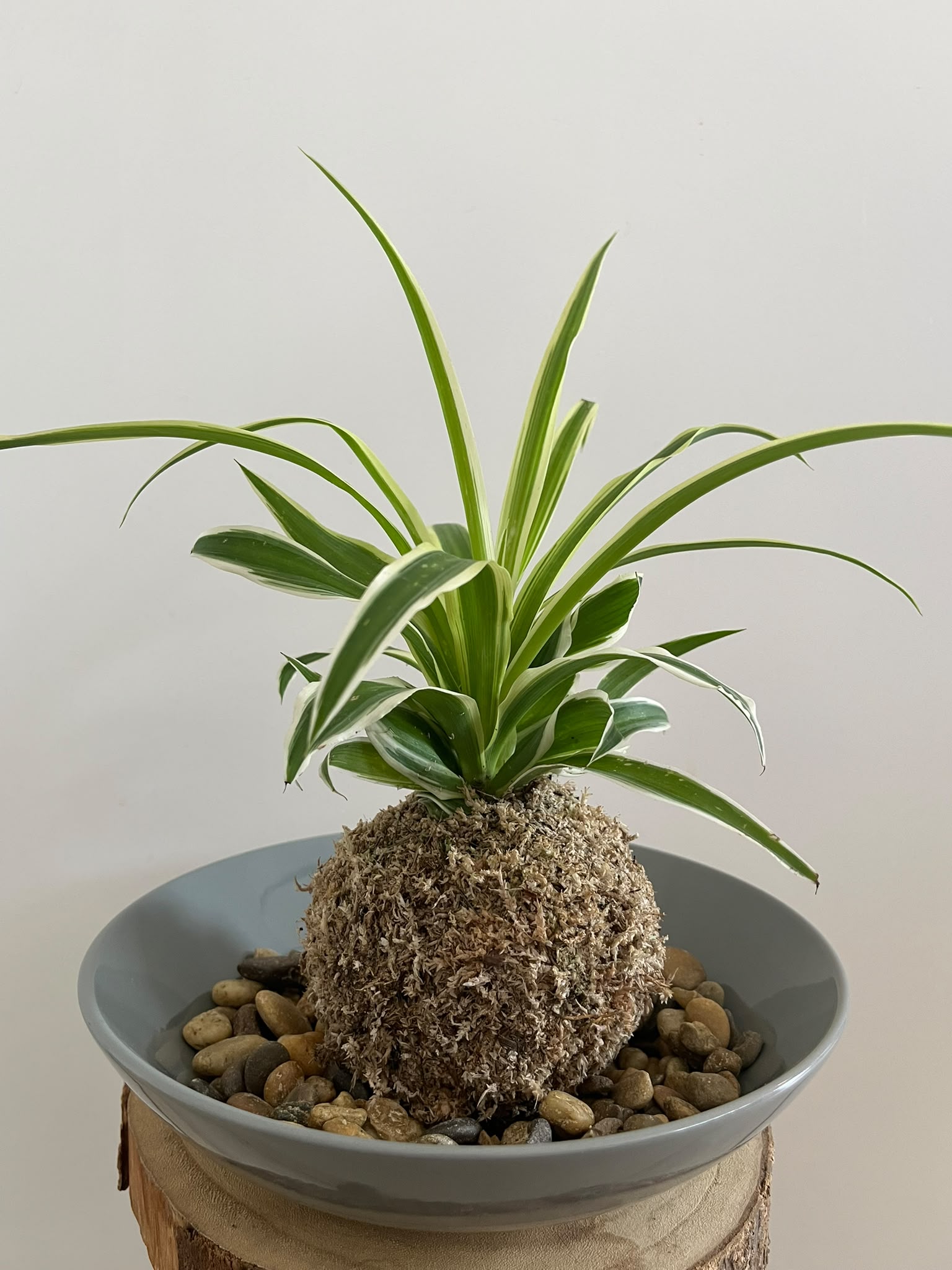 Kokedama #10