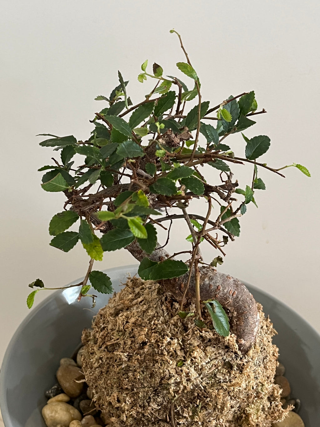 Kokedama #8