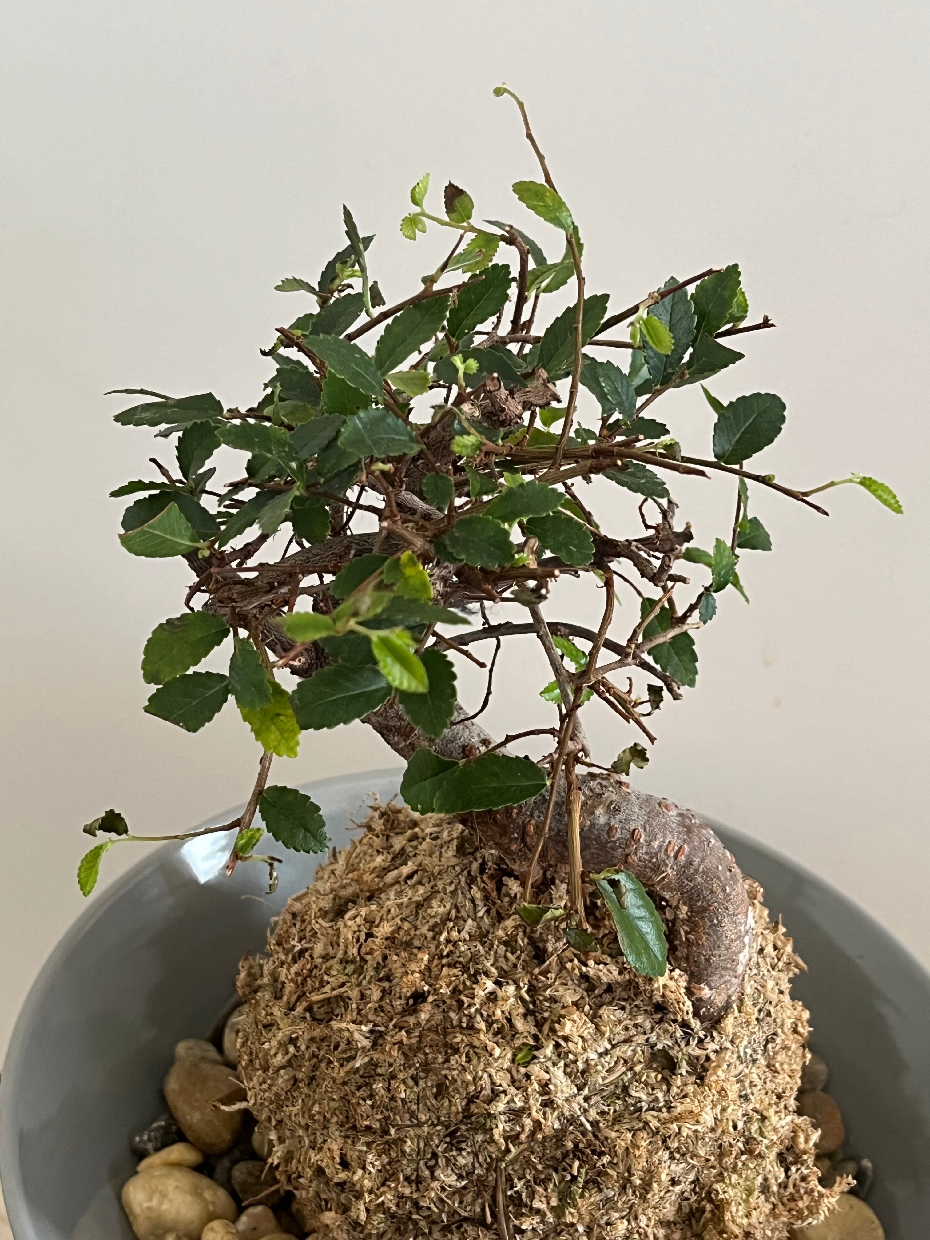 Kokedama #8
