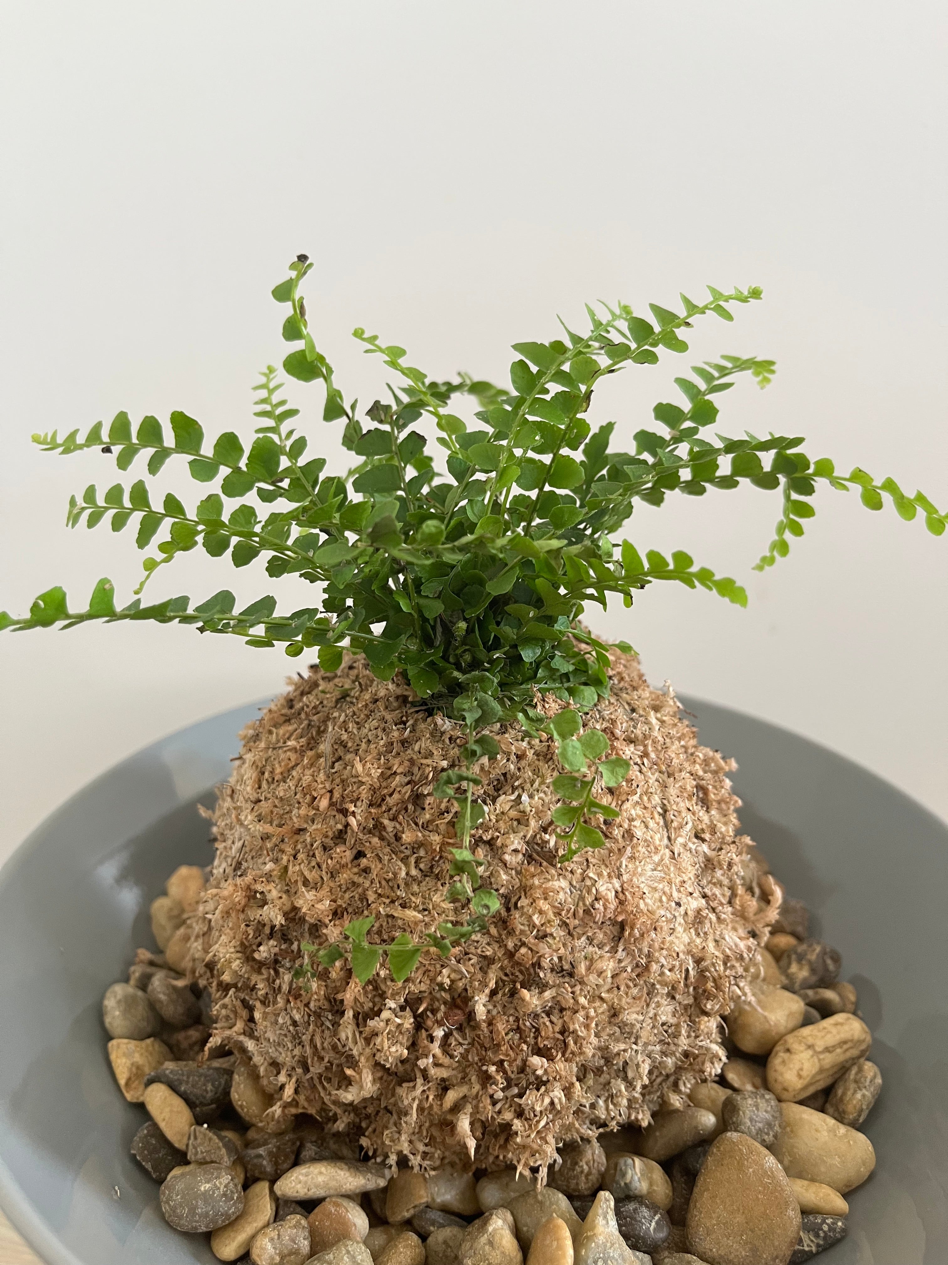 Kokedama #5
