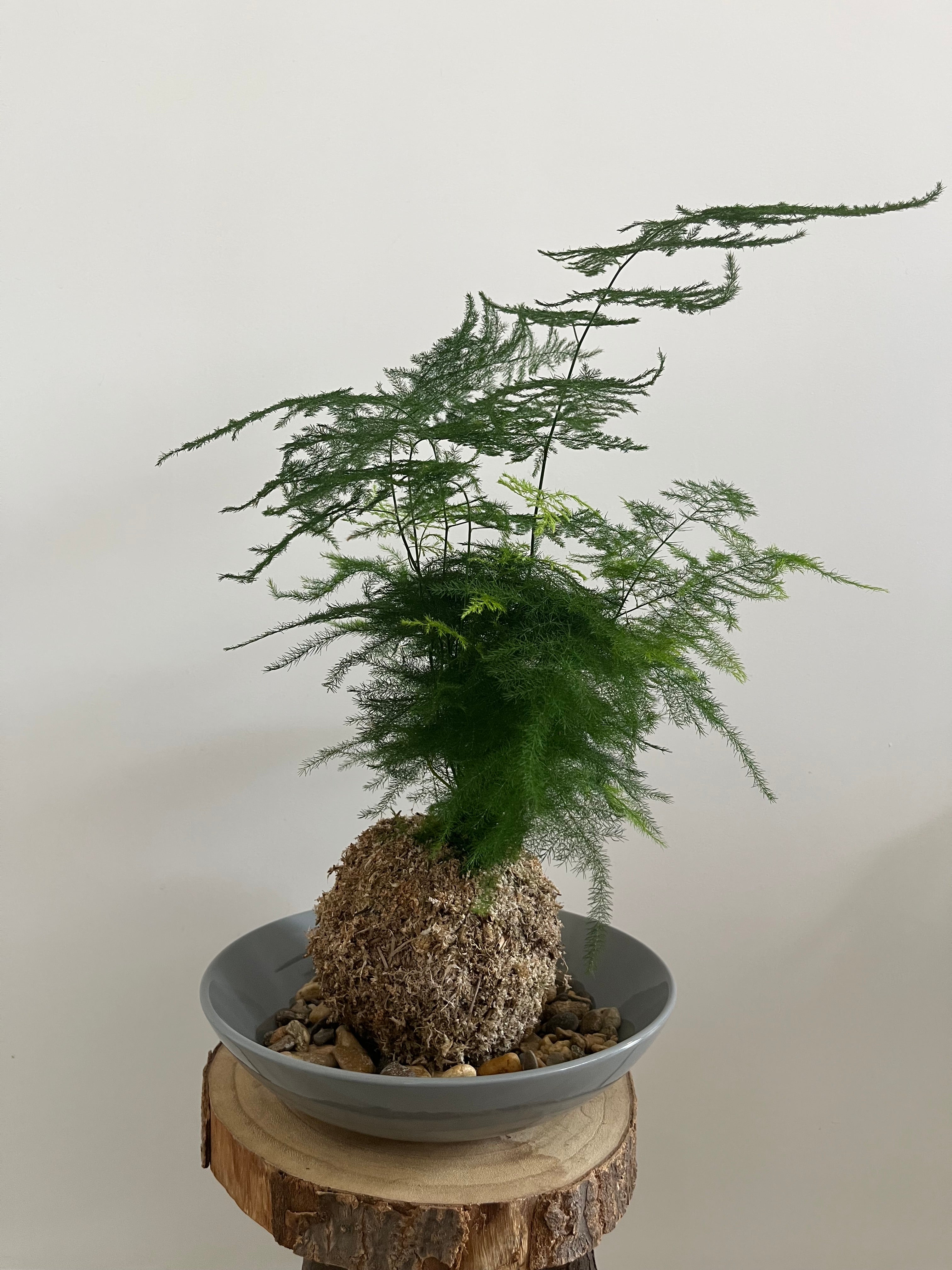 Kokedama #9