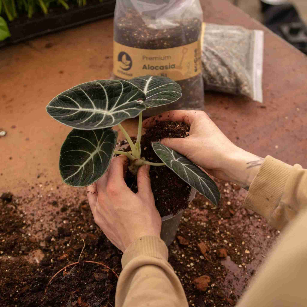 Sybotanica Alocasia Mix
