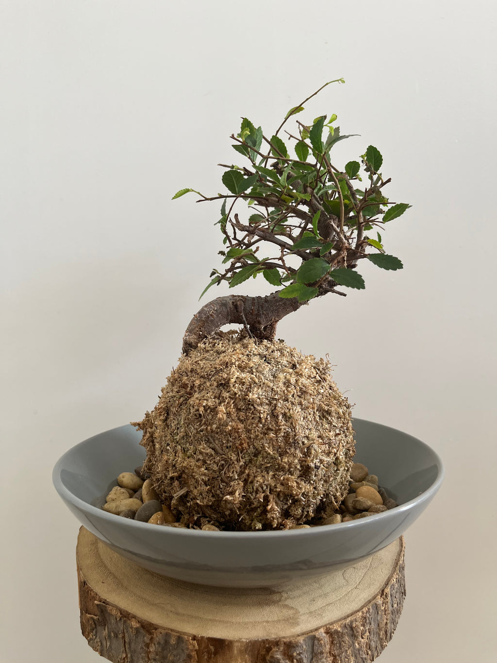 Kokedama #8