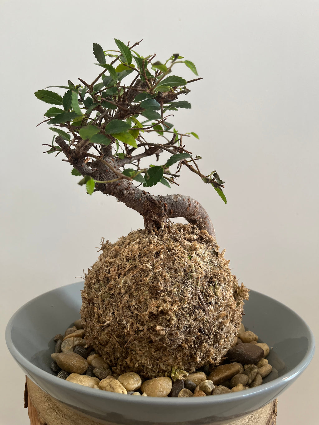 Kokedama #8