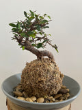 Kokedama #8