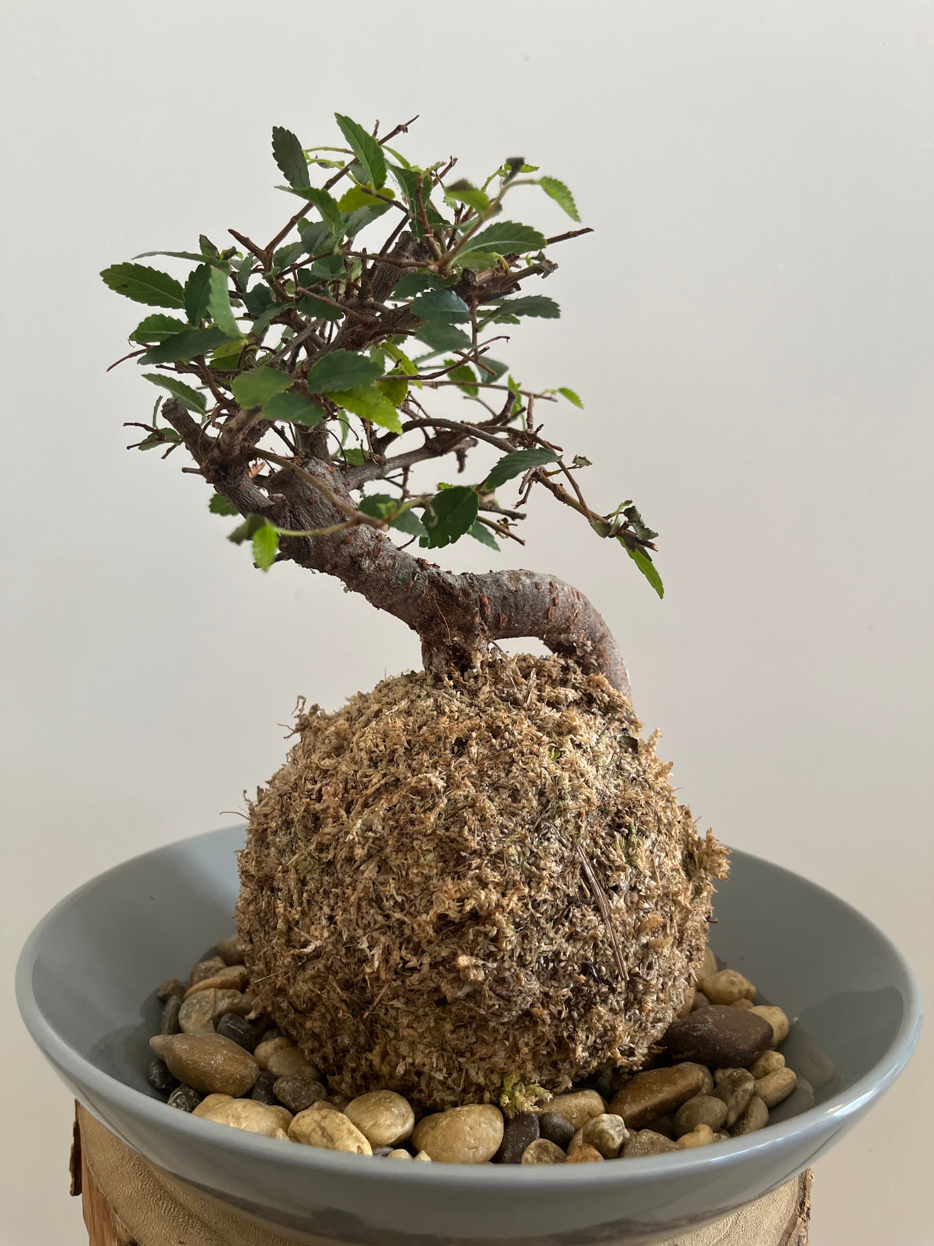 Kokedama #8