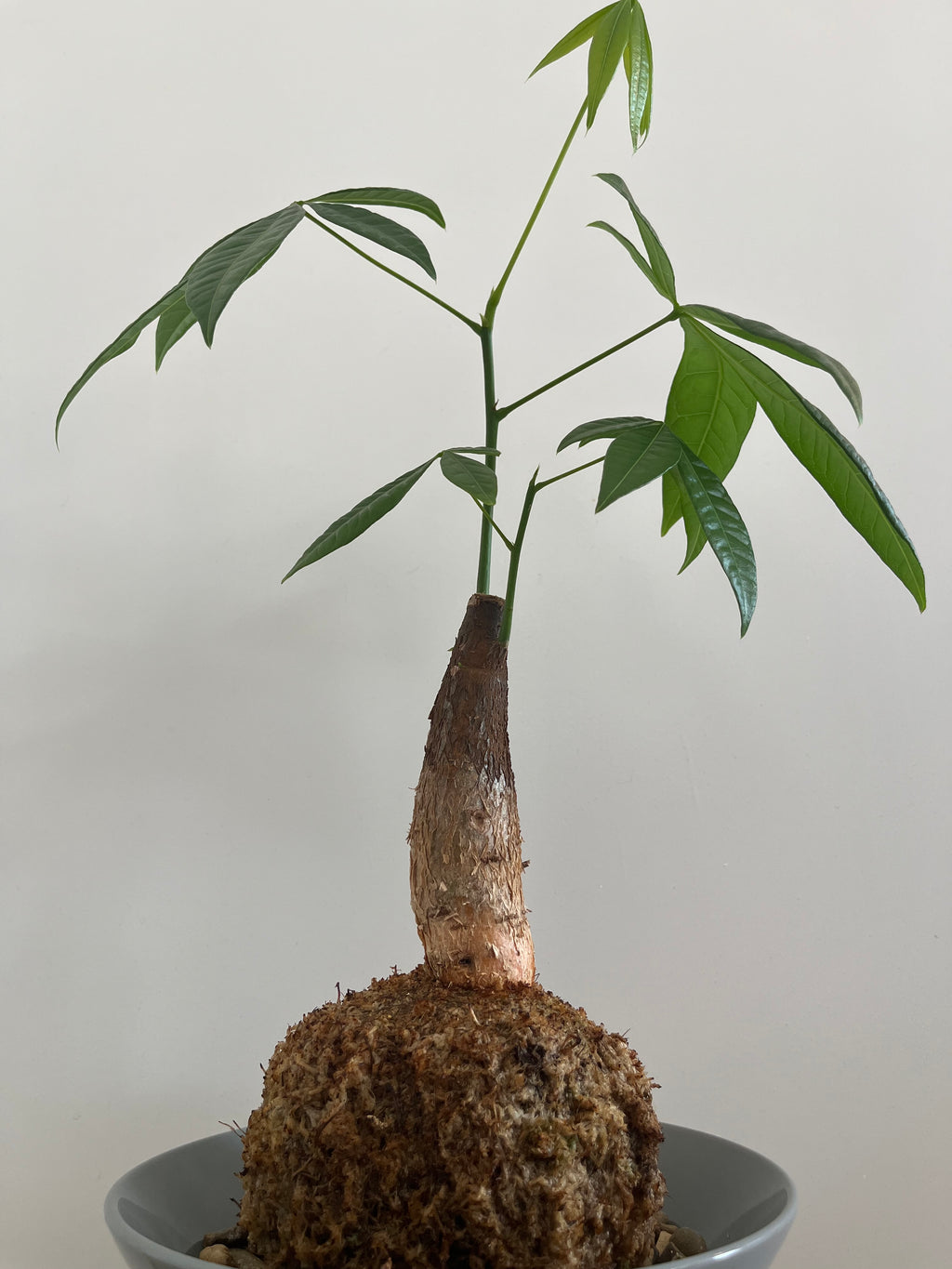 Kokedama Nr. 3