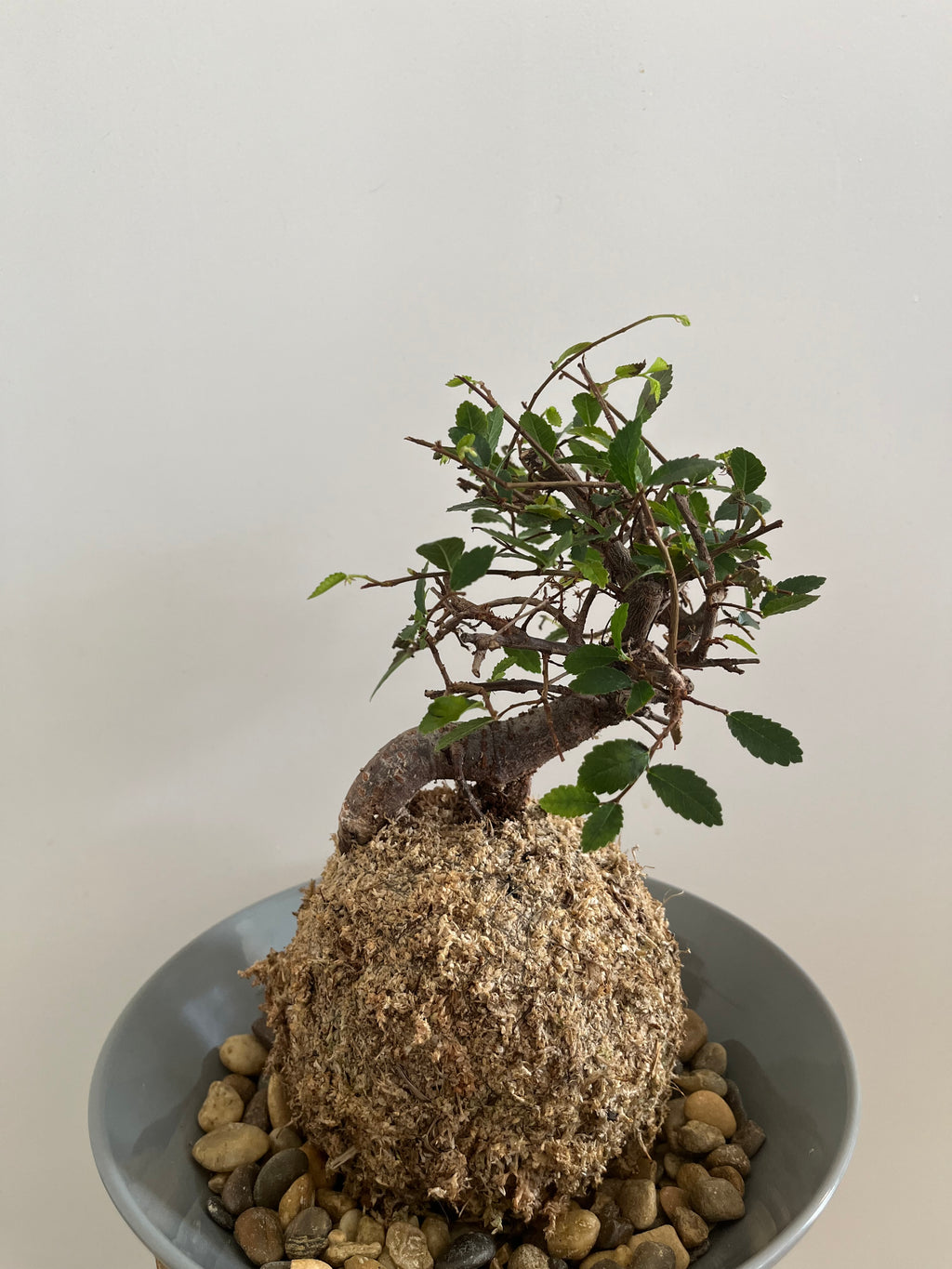 Kokedama #8