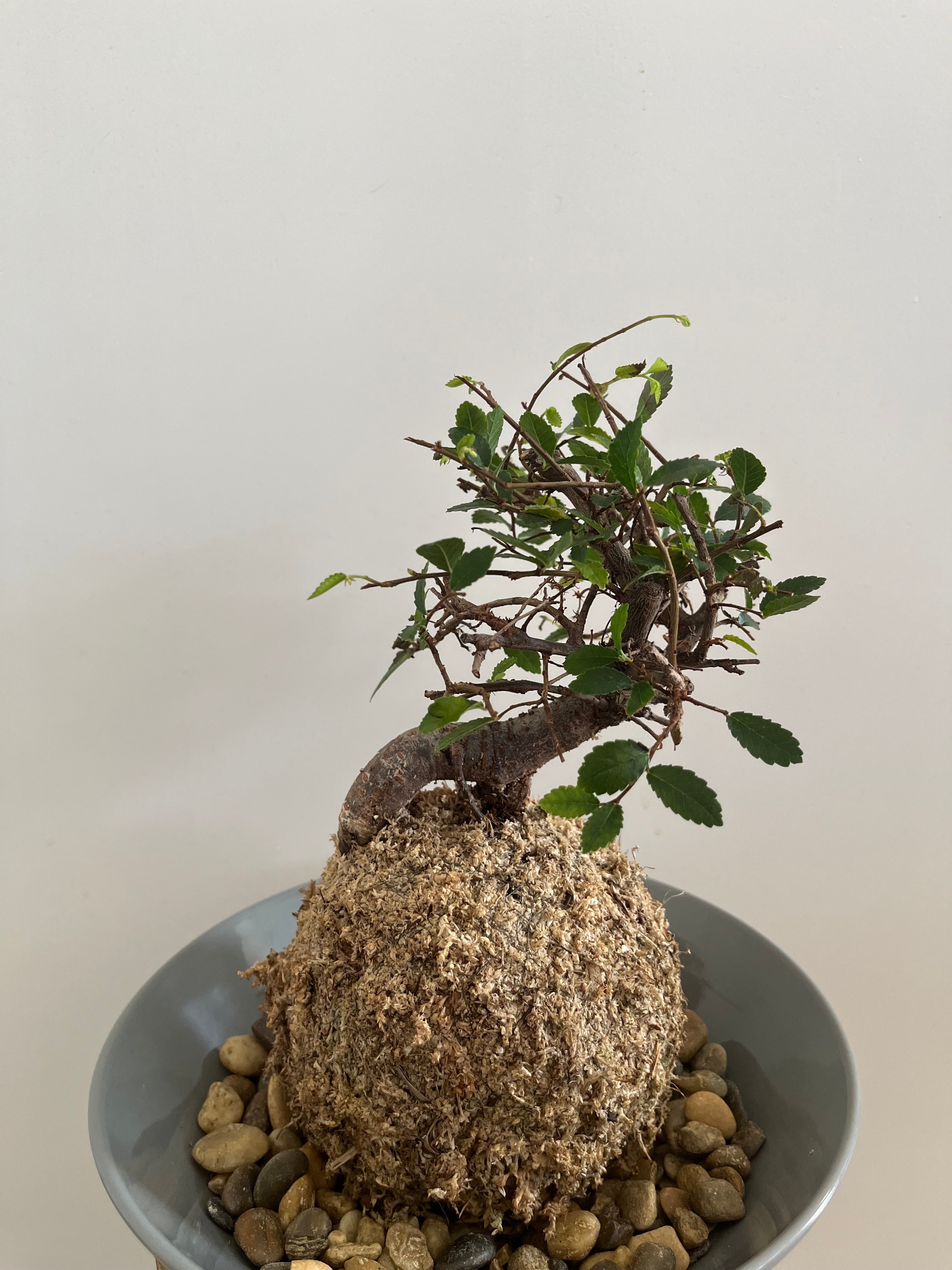 Kokedama #8