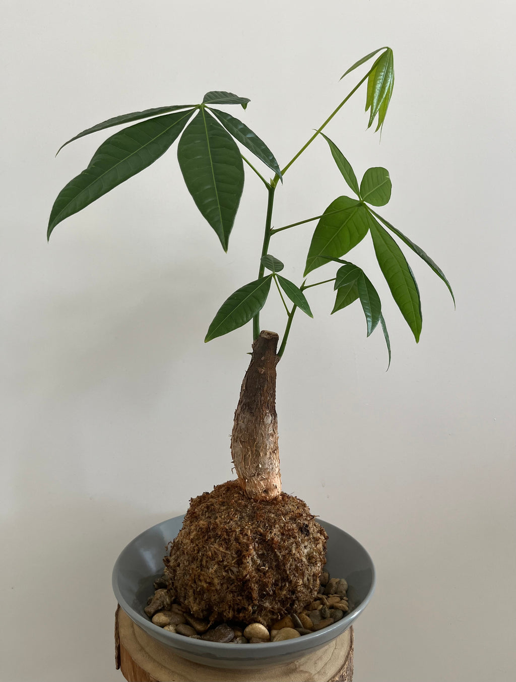 Kokedama Nr. 3