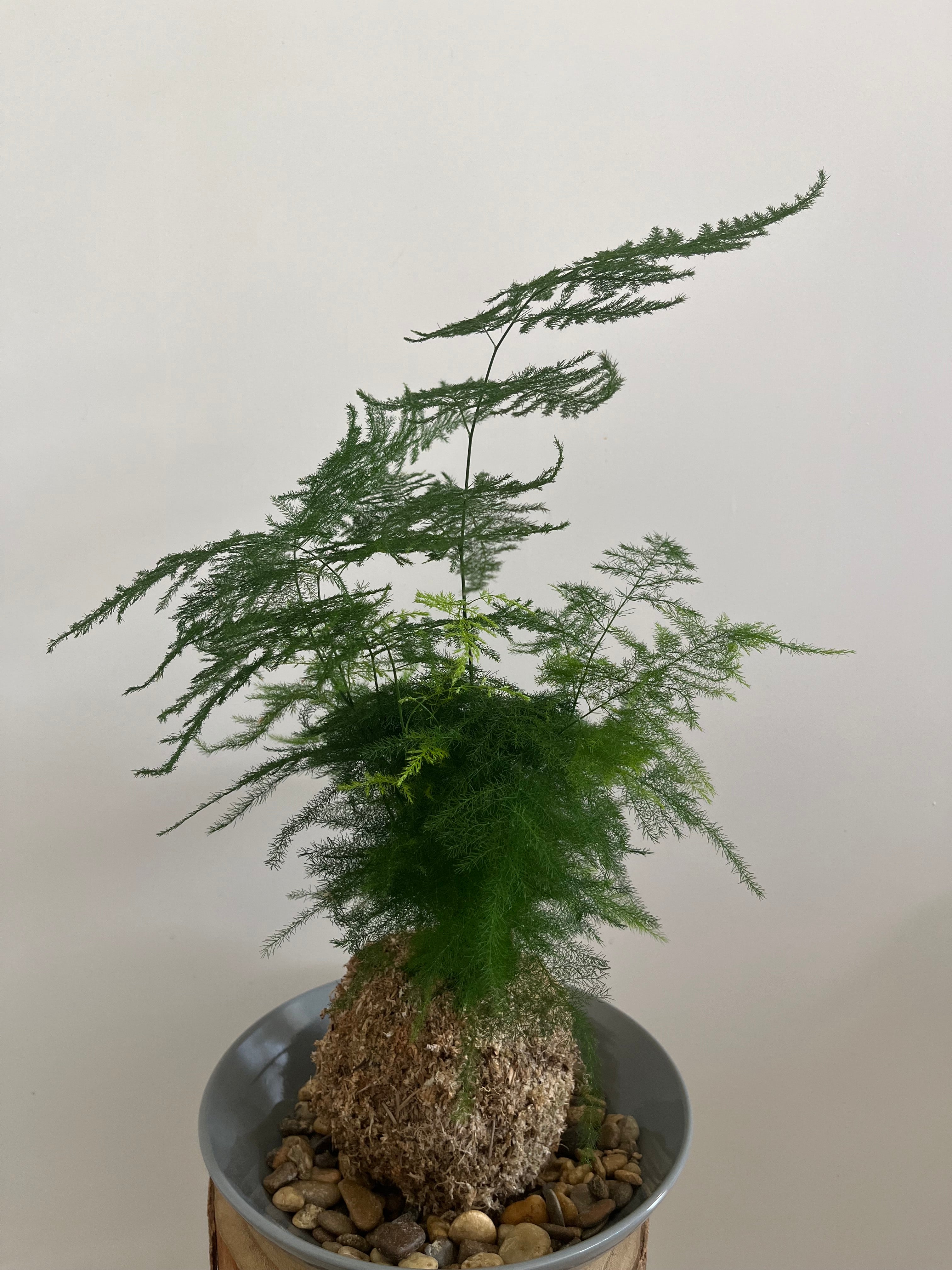 Kokedama #9