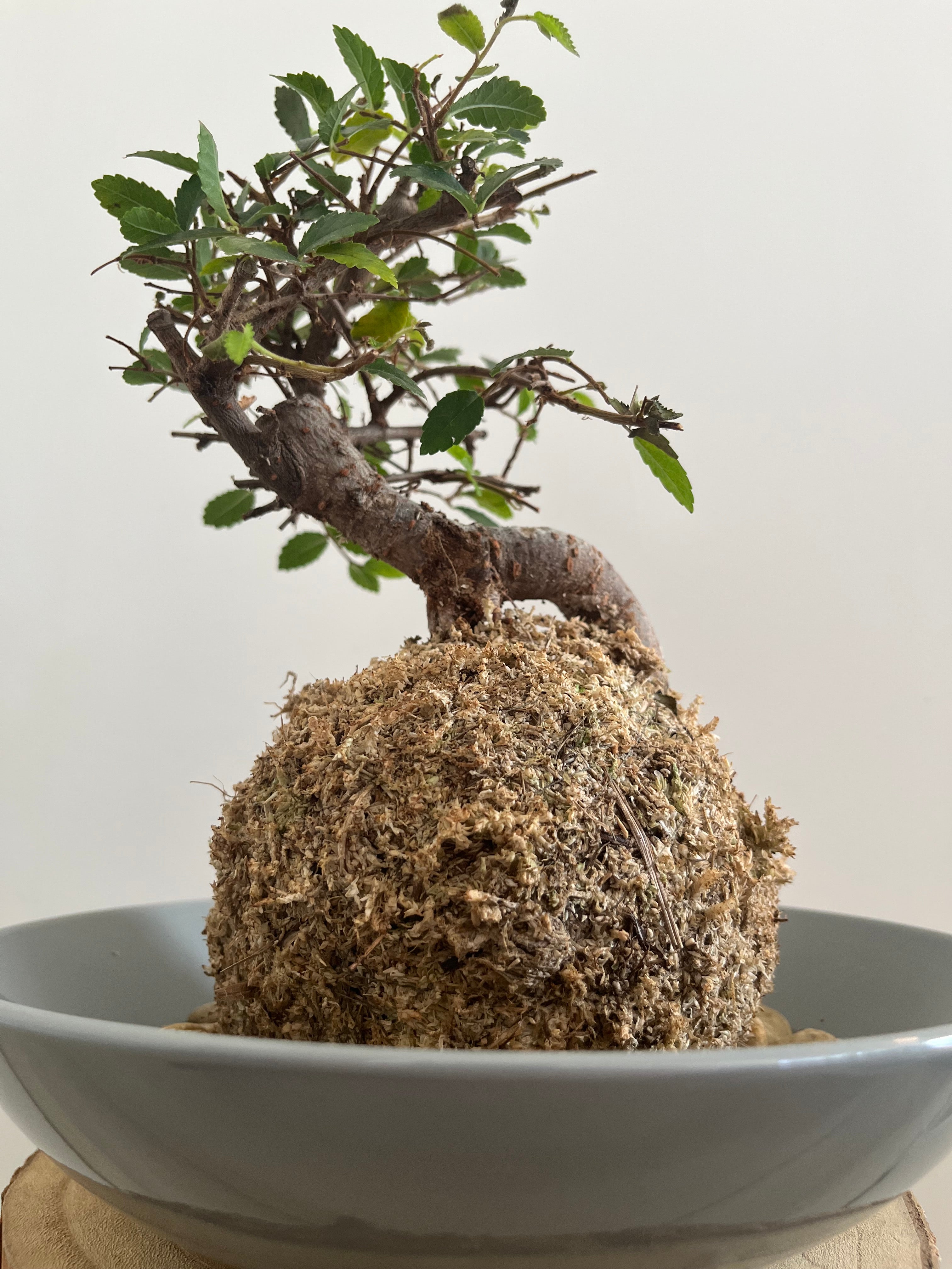 Kokedama #8