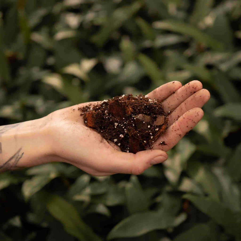 Sybotanica Hoya Mix