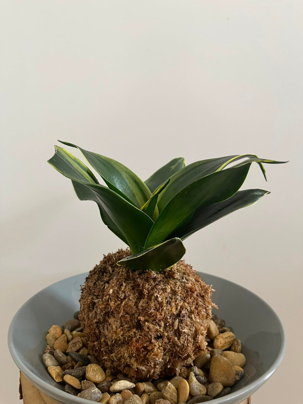 Kokedama Nr. 4
