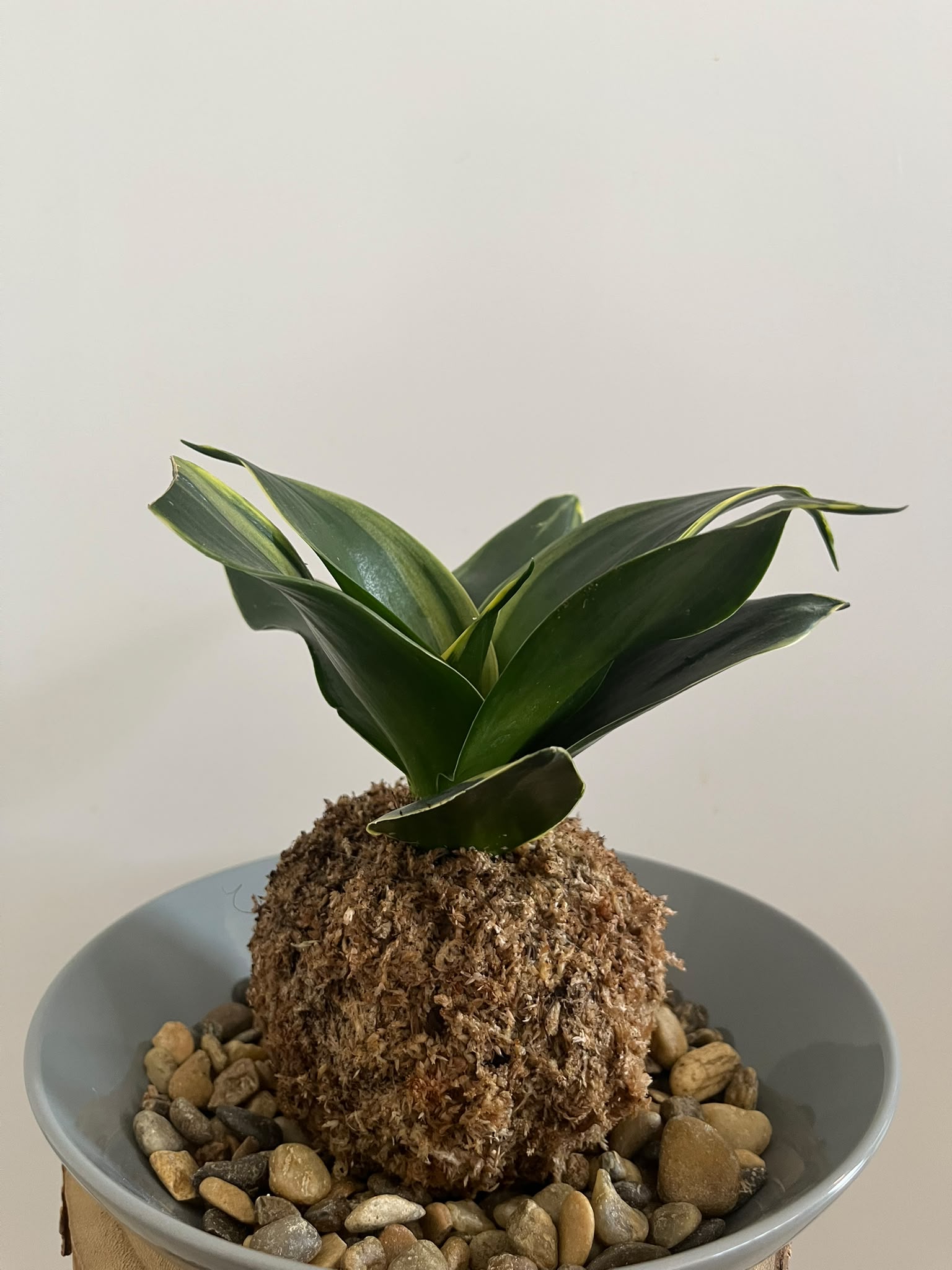 Kokedama #4