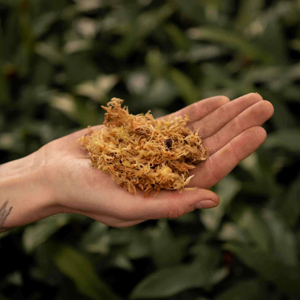 Sybotanica Sphagnum Moss