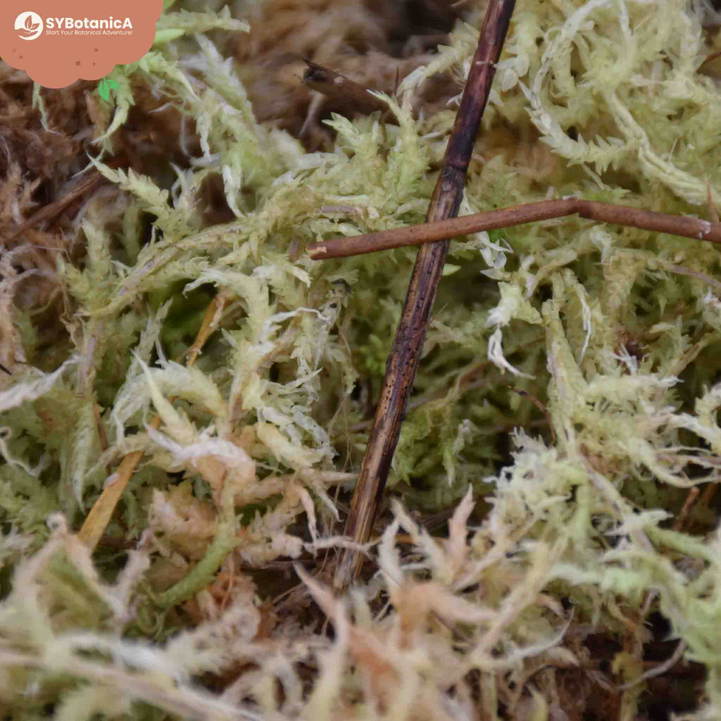 Sybotanica Sphagnum Moss