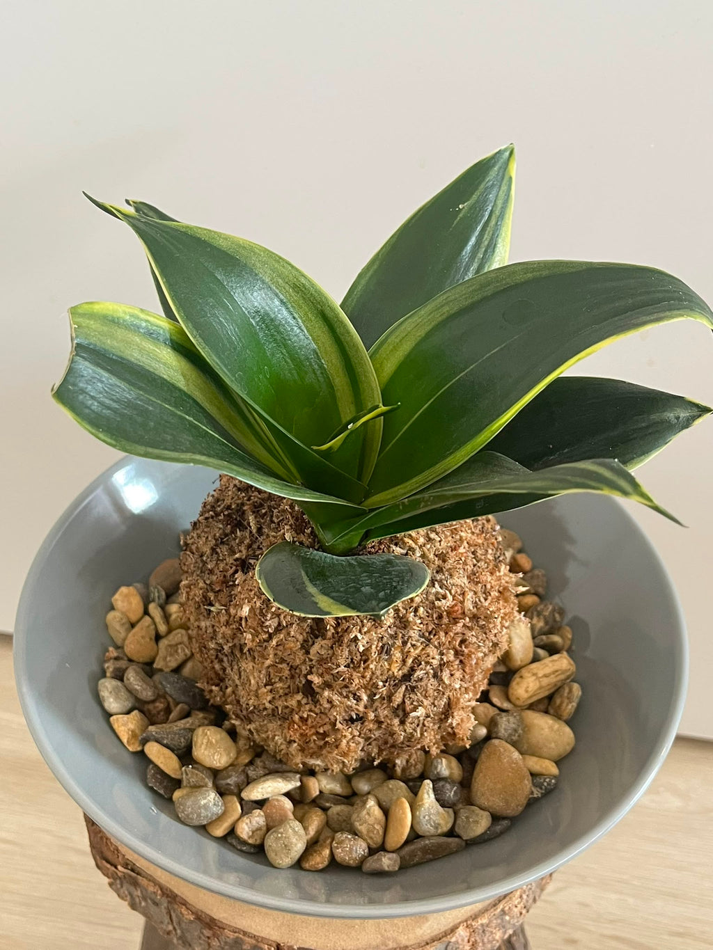 Kokedama Nr. 4