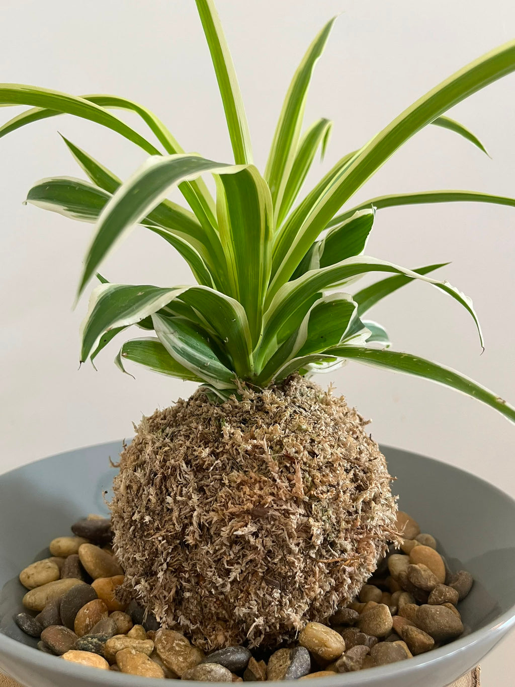 Kokedama #10