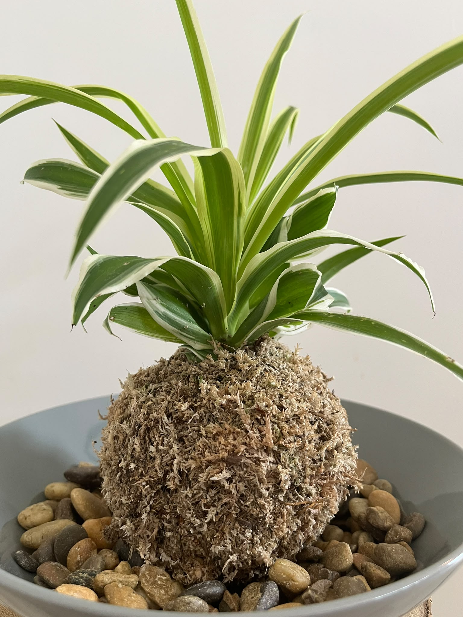 Kokedama #10