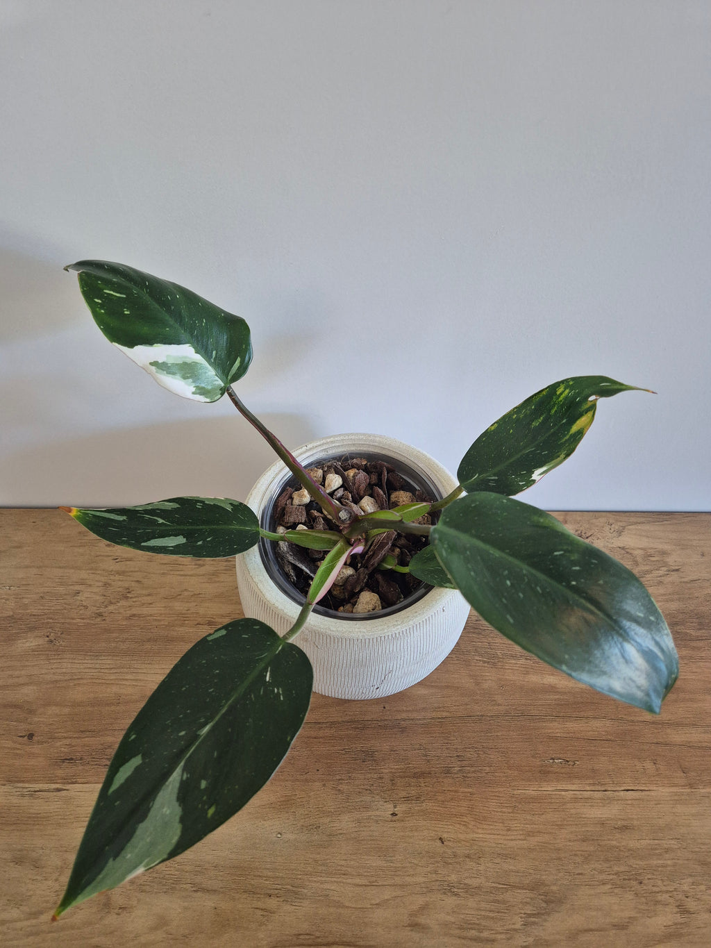 Philodendron White Princess #6