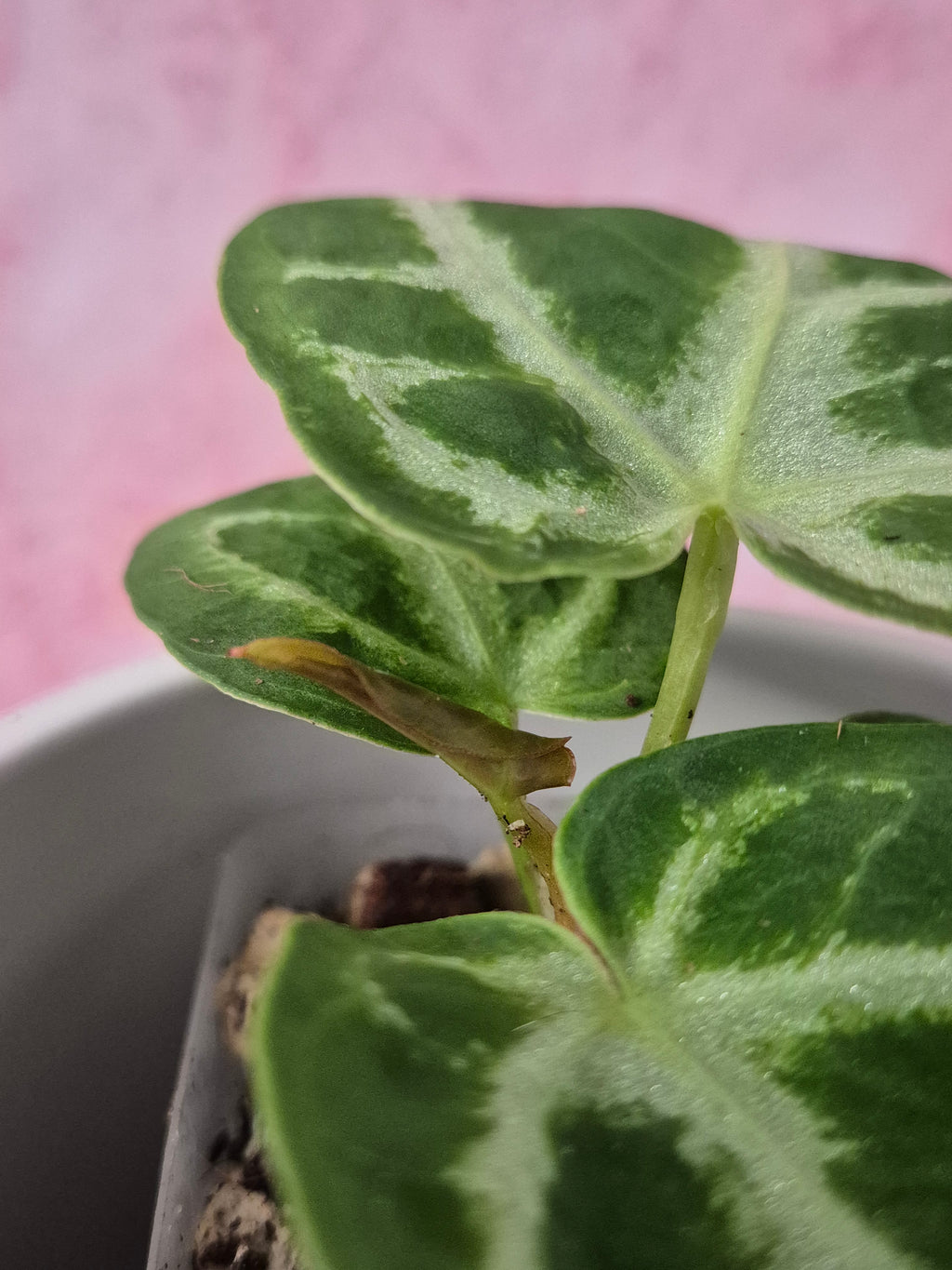 Anthurium Crystallinum #7