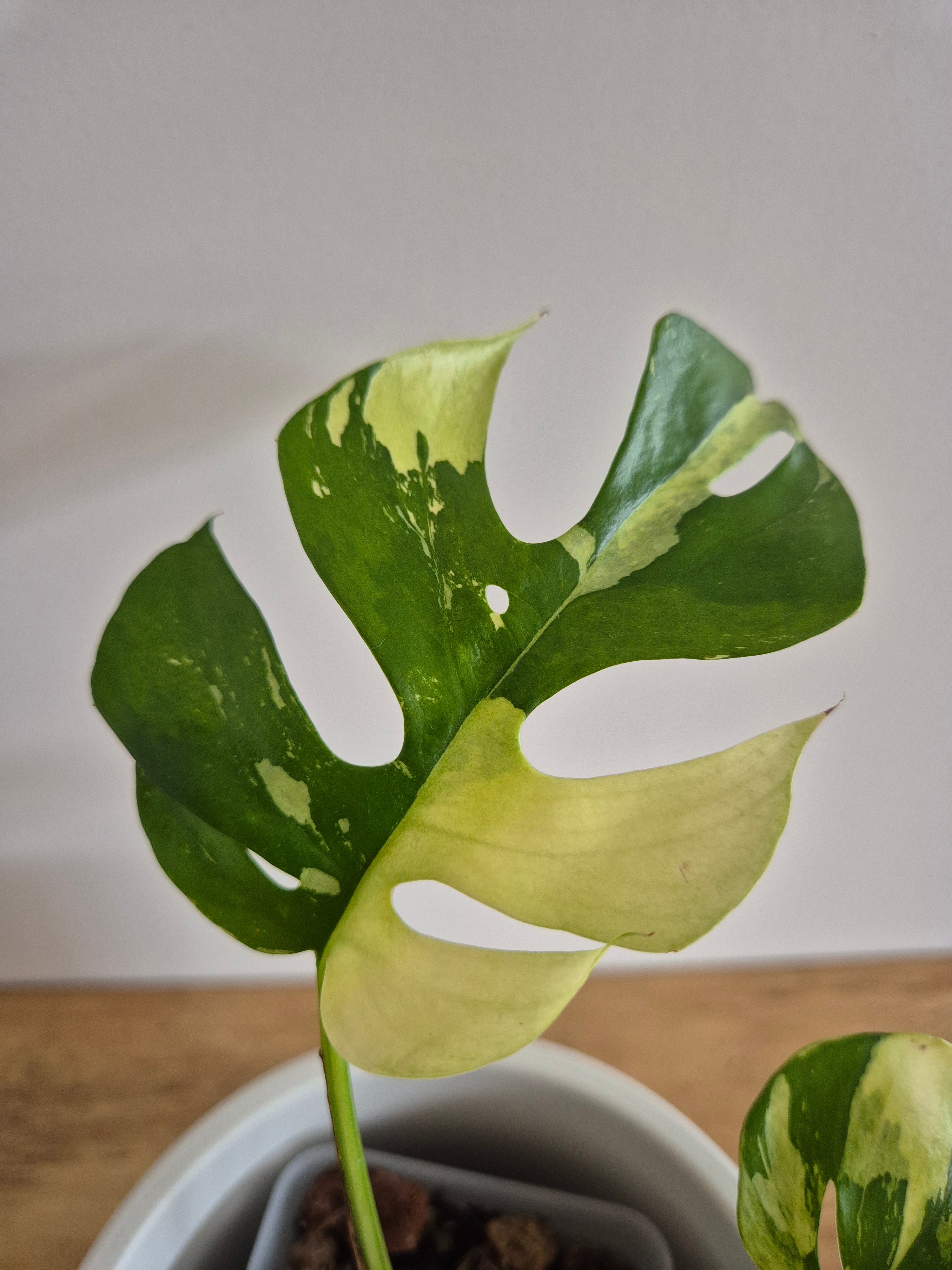 Monstera Minima Variegated #2 (Rhaphidophora Tetrasperma variegated)