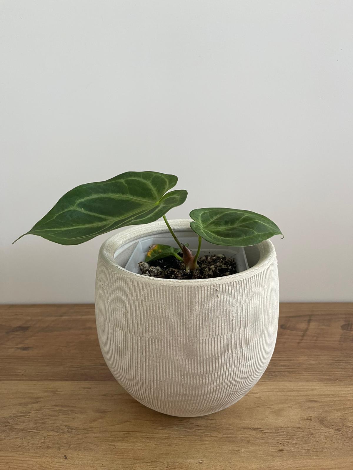 Anthurium Crystallinum Nr. 3