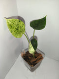 Alocasia Dragon Scale mint #2
