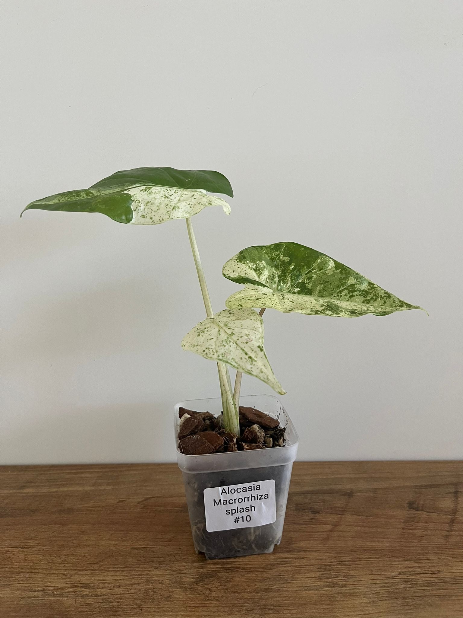 Alocasia Macrorrhiza splash #10