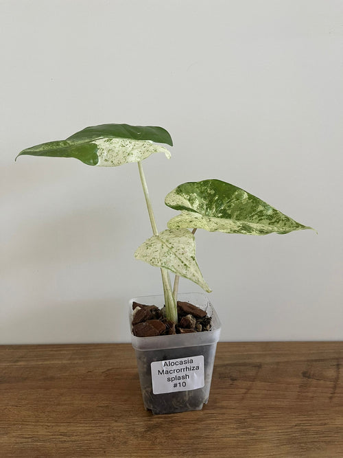 Alocasia Macrorrhiza splash #10
